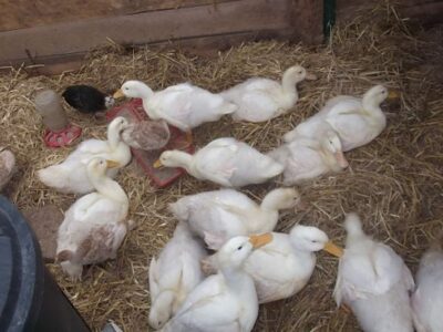 The ABCs of Homesteading: D is for Ducks Image